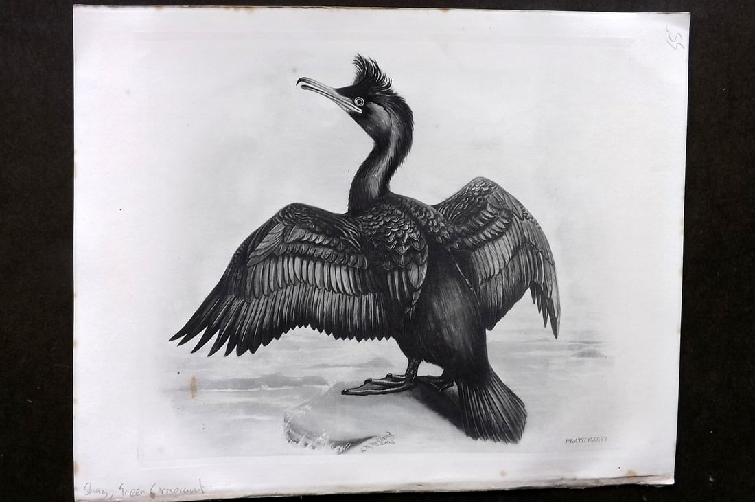 Medland, Lilian 1908 Folio Bird Print. Shag, Green Cormorant 146 (1 of 1)
