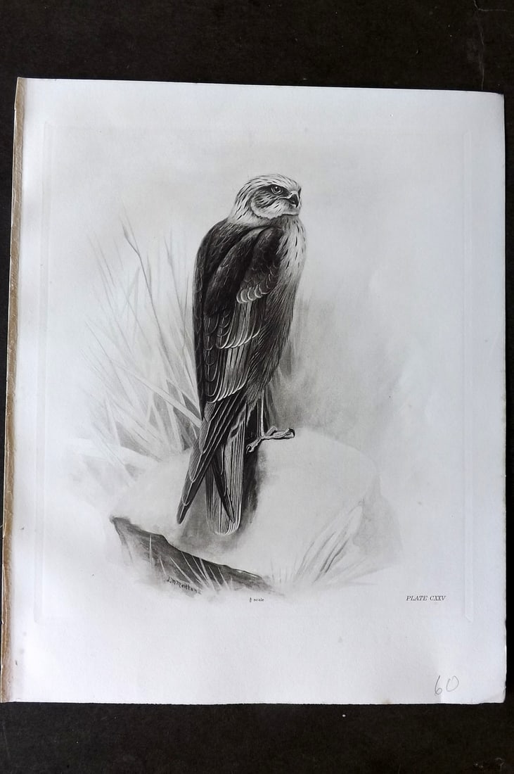 Medland, Lilian 1911 Folio Bird Print. Marsh Harrier 125 (1 of 1)