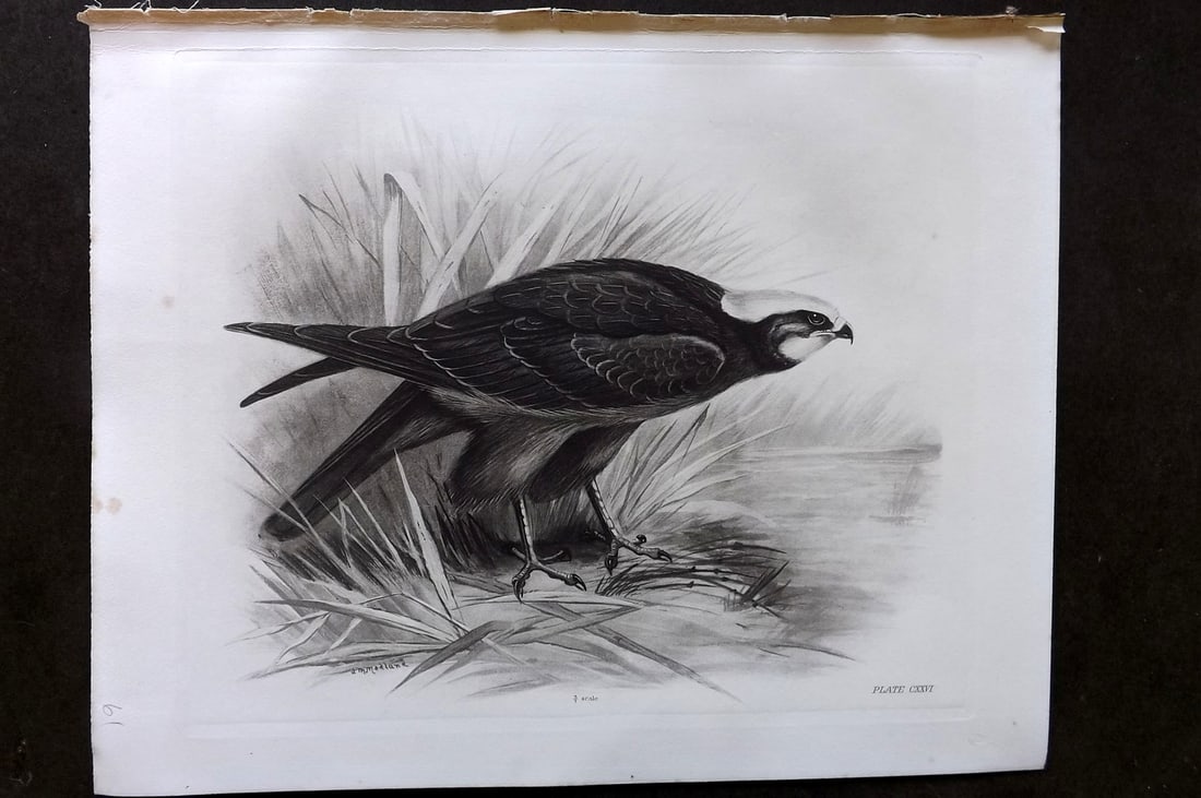 Medland, Lilian 1911 Folio Bird Print. Marsh Harrier 126: Photgravure Published 1906-11, London for "The Birds of the British Isles" by Charles Stonham. Illustrated by Lilian M. Medland. Paper Size: 12 x 10 inch (31 x 25cm) A couple of tiny margin tone spots