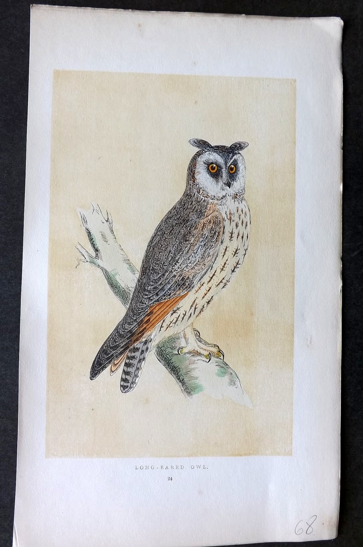 Morris, Francis 1851 Hand Col Bird Print. Long Eared Owl: Woodblock Published 1851-57, London for "A History of British Birds" First Edition by the Rev. Francis Orpen Morris. Printed in colours and finished by hand. Paper Size: 9.75 x 7 inch (25 x 18cm) Good