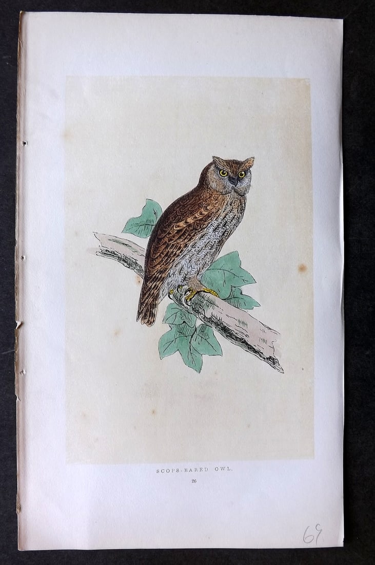 Morris, Francis 1851 Hand Col Bird Print. Scops Eared Owl: Woodblock Published 1851-57, London for "A History of British Birds" First Edition by the Rev. Francis Orpen Morris. Printed in colours and finished by hand. Paper Size: 9.75 x 7 inch (25 x 18cm) A co