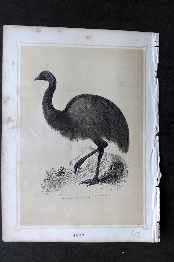 Morris, Francis 1852 Bird Print. Emu - Australia: Colour Printed Woodblock Published 1852, London for "Book of Natural History" by The Rev. Francis Morris Orpen. Some plates with additional hand colour. Paper Size: 7 x 5 inch (18 x 13cm) Some toning,