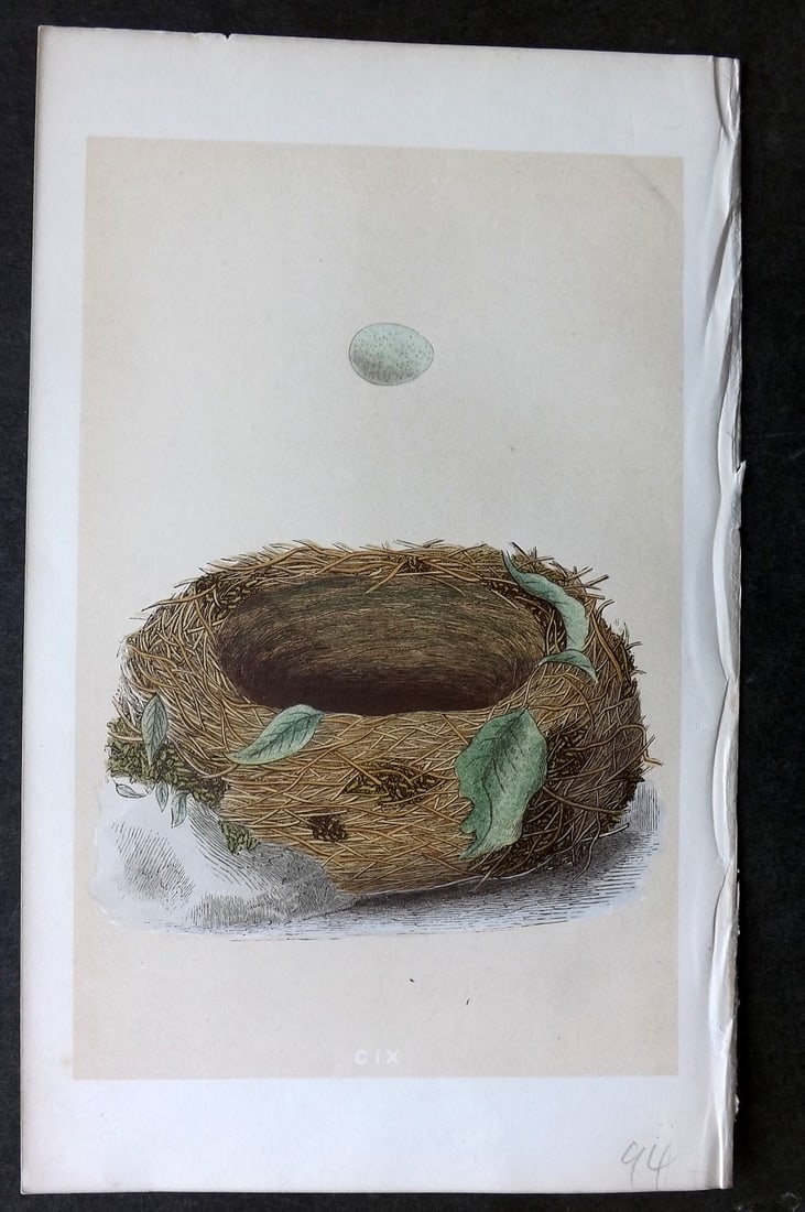 Morris, Francis 1863 Antique Bird Nest Print. Bluebreast 109 (1 of 1)