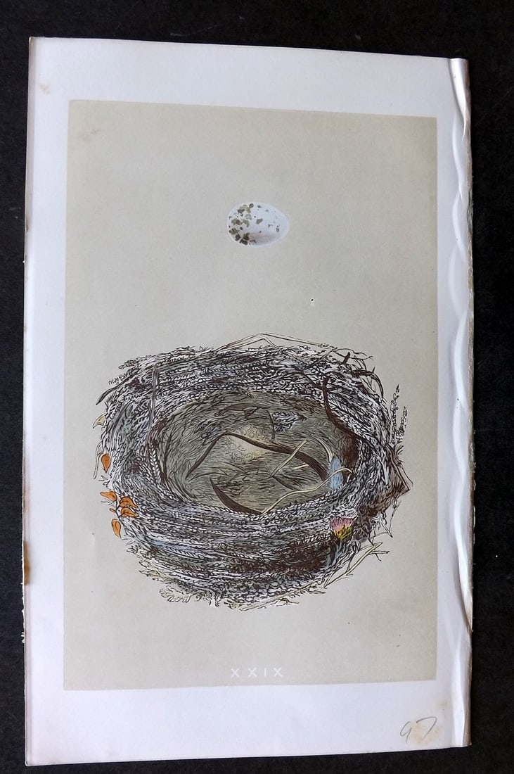 Morris, Francis 1863 Antique Bird Nest Print. Woodchat 29 (1 of 1)