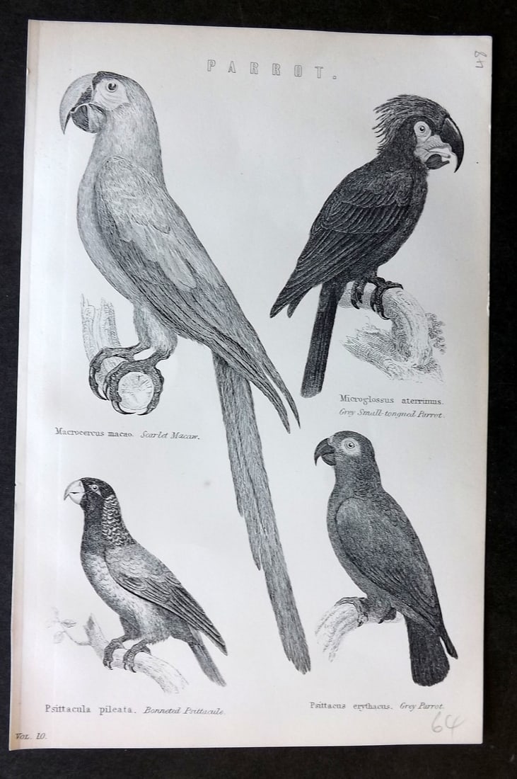 National Encyclopedia 1891 Antique Print. Parrots, Scarlet Macaw (1 of 1)