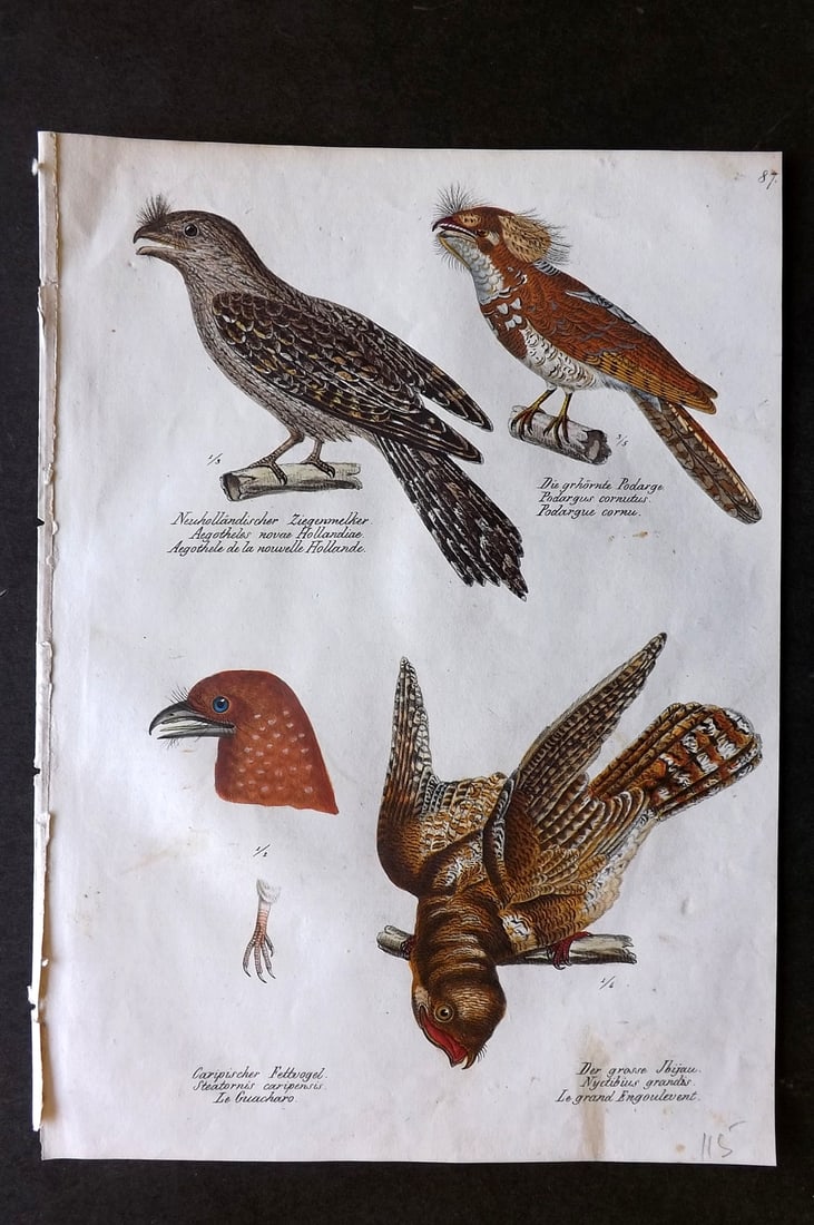 Schinz & Brodtmann 1830 Folio Hand Col Bird Print. Nightjar 87 (1 of 1)