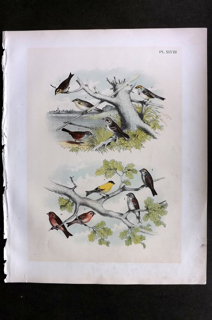 Studer, Jacob 1878 Folio USA Bird Print. Sharp Tailed Finch, Canadian Tree Sparrow, Finch, American: Folio Lithographs Published 1878-81, New York for "The Birds of North America" by Jacob H. Studer, illustrated by Theodore Jasper. Paper Size: 14.5 x 11.5 inch (37 x 29cm) Good Condition