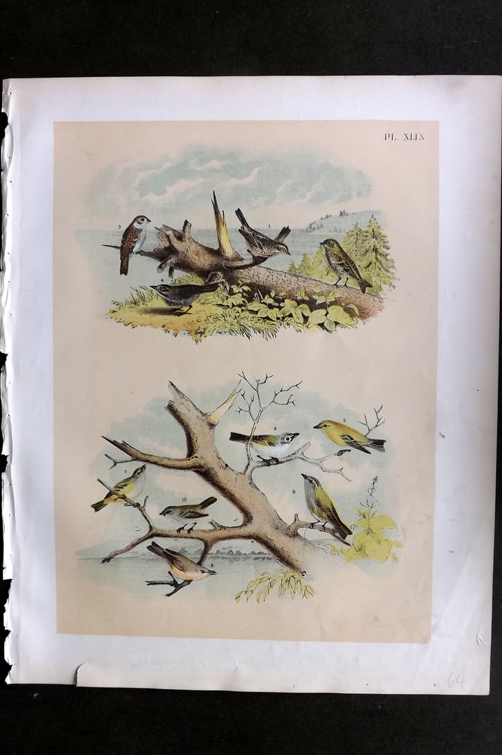 Studer, Jacob 1878 Folio USA Bird Print. Savanna Sparrow, Pine Finch, Field Sparrow, Vireo 49: Folio Lithographs Published 1878-81, New York for "The Birds of North America" by Jacob H. Studer, illustrated by Theodore Jasper. Paper Size: 14.5 x 11.5 inch (37 x 29cm) Good Condition