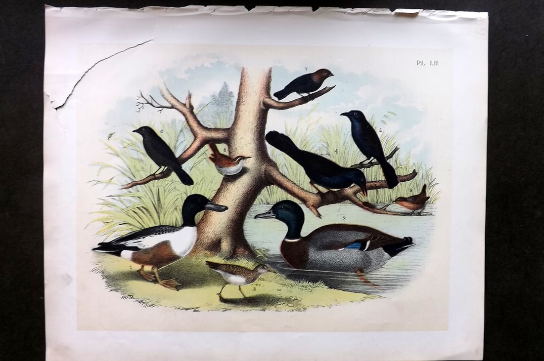 Studer, Jacob 1878 Folio USA Bird Print. Ducks, Sandpiper, Wren, Blackbird 52: Folio Lithographs Published 1878-81, New York for "The Birds of North America" by Jacob H. Studer, illustrated by Theodore Jasper. Paper Size: 14.5 x 11.5 inch (37 x 29cm) Tear, left side