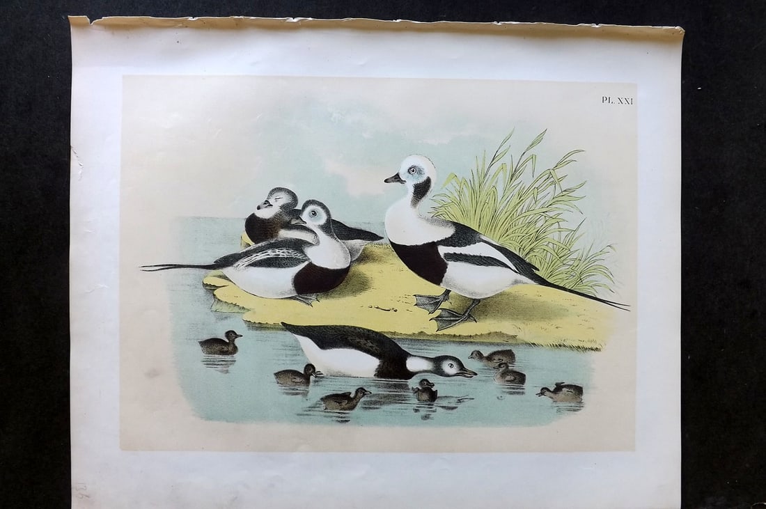 Studer, Jacob 1878 Folio USA Bird Print. Long Tailed Duck 21: Folio Lithographs Published 1878-81, New York for "The Birds of North America" by Jacob H. Studer, illustrated by Theodore Jasper. Paper Size: 14.5 x 11.5 inch (37 x 29cm) Good Condition