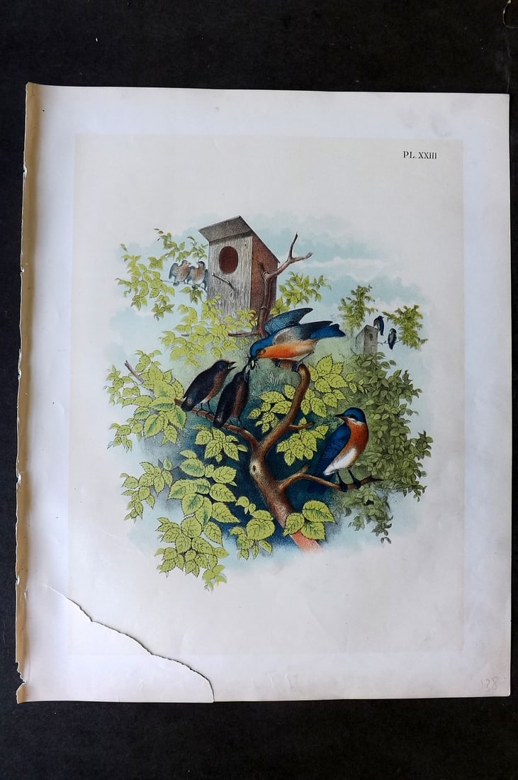 Studer, Jacob 1878 Folio USA Bird Print. Blue Bird 23: Folio Lithographs Published 1878-81, New York for "The Birds of North America" by Jacob H. Studer, illustrated by Theodore Jasper. Paper Size: 14.5 x 11.5 inch (37 x 29cm) Tear at bottom