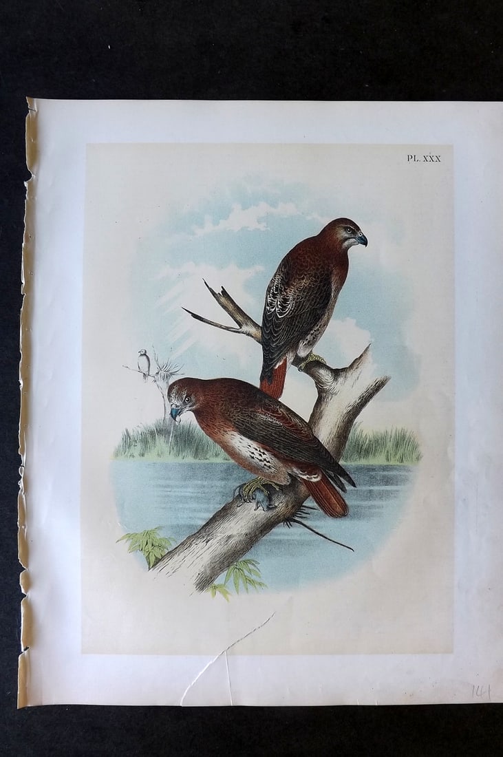 Studer, Jacob 1878 Folio USA Bird Print. Red tailed Hawk 30: Folio Lithographs Published 1878-81, New York for "The Birds of North America" by Jacob H. Studer, illustrated by Theodore Jasper. Paper Size: 14.5 x 11.5 inch (37 x 29cm) Good Condition