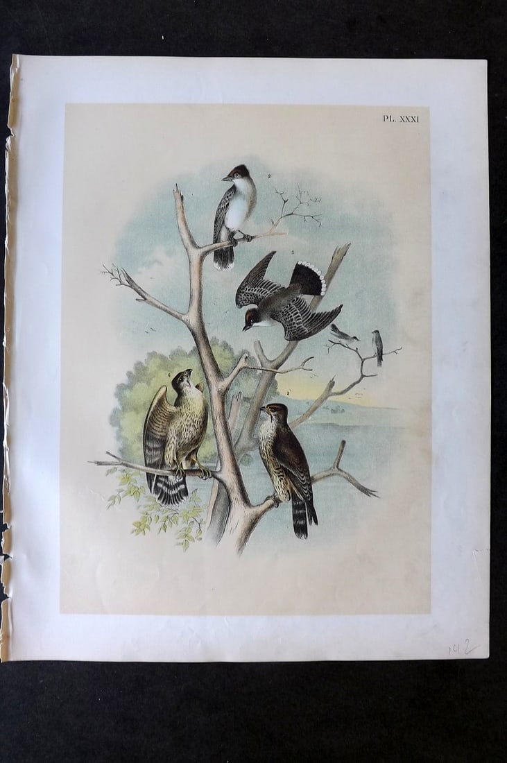 Studer, Jacob 1878 Folio USA Bird Print. Kingbird Tyrant Flycatcher, Pigeon Hawk 31 (1 of 1)