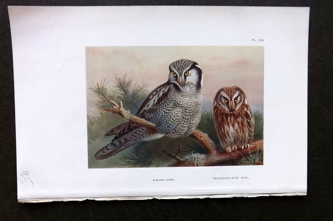 Thorburn, Archibald 1925 Antique Bird Print. Hawk Owl, Tengmalm's Owl 69 (1 of 1)