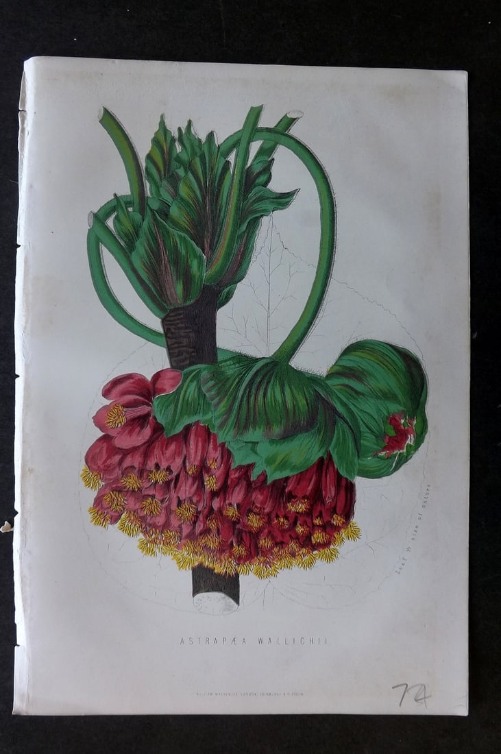 Anderson, James 1874 Botanical Print. Astrapae Wallichii: Woodblock Published 1874, London for "The New Practical Gardener, and Modern Horticulturist" by James Anderson. Printed in colours and finished by hand. Paper Size: 9.5 x 6.5 inch (24 x 16.5cm) Good C