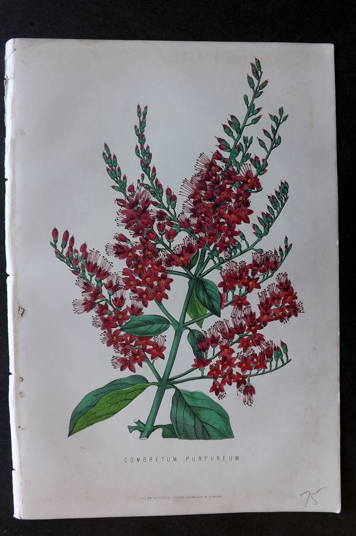 Anderson, James 1874 Botanical Print. Combretum Purpurem: Woodblock Published 1874, London for "The New Practical Gardener, and Modern Horticulturist" by James Anderson. Printed in colours and finished by hand. Paper Size: 9.5 x 6.5 inch (24 x 16.5cm) Good C