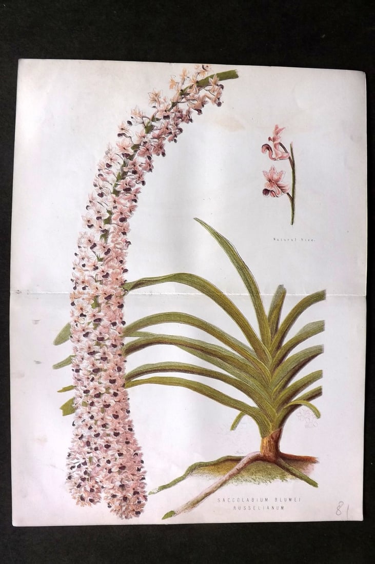 Anderson, James 1874 Double Botanical Print. Saccolabium Blumei Russelianum: Woodblock Published 1874, London for "The New Practical Gardener, and Modern Horticulturist" by James Anderson. Printed in colours and finished by hand. Centre fold as issued. Paper Size: 12 x 9.5 inc