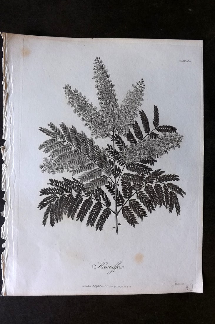 Bruce, James 1813 Antique Botanical Print. Kantuffa: Copper Plate Published 1813, Edinburgh for "Travels to discover the source of the Nile" by James Bruce. Paper Size: 12 x 9 inch (30 x 23cm) Very minor toning. Good Condition