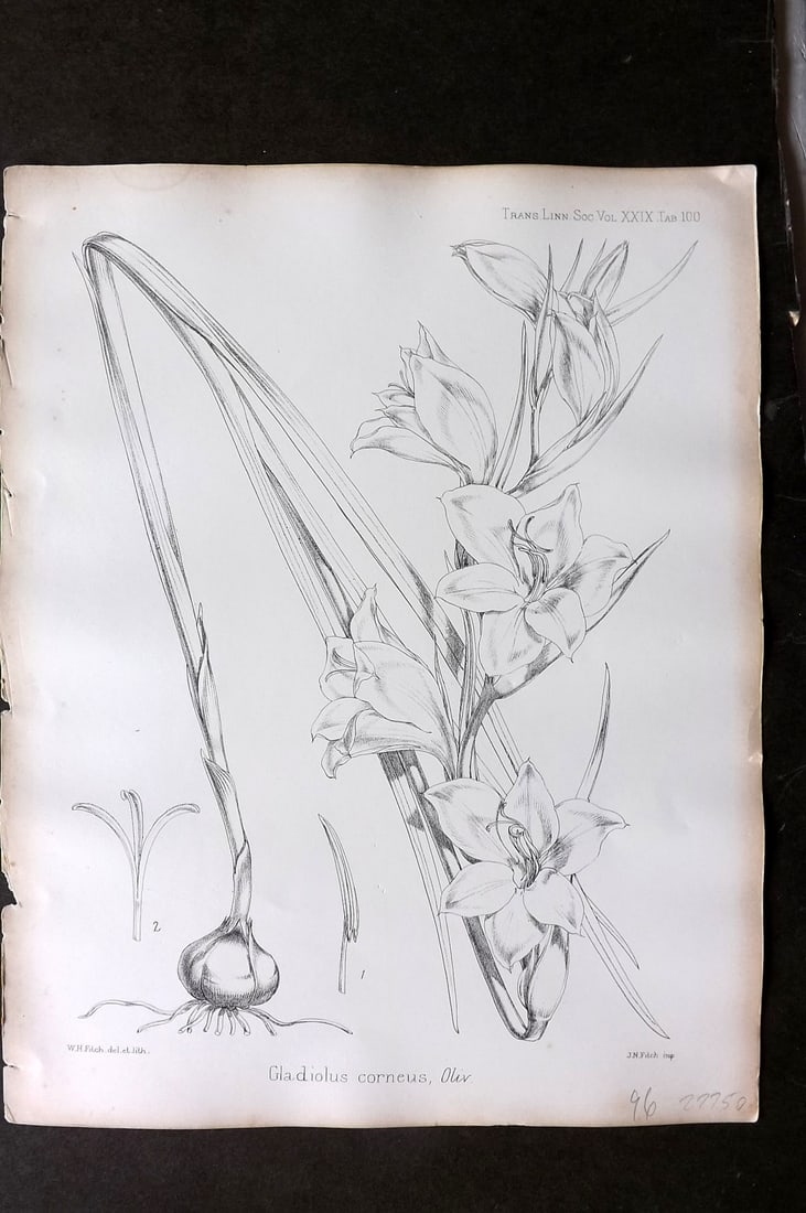 Fitch, Walter 1870's Antique Botanical Print. Gladiolus Corneus 29-100 (1 of 1)