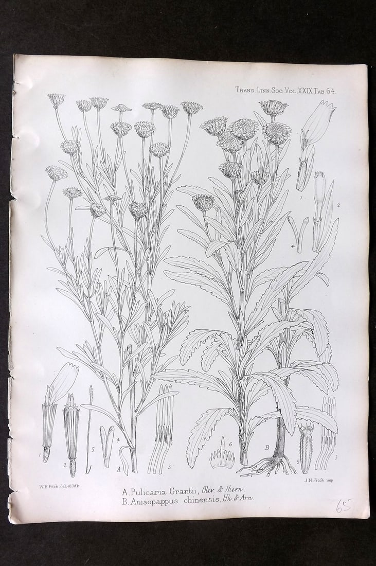 Fitch, Walter 1870's Botanical Print. Pulicaria Grantii & Anisopappus Chinensis 29-64: Lithograph Published 1791-1955, London for "The Transactions of The Linnean Society of London" by Various Contributors. Illustrated by Walter Hood Fitch. Paper Size: 12 x 9 inch (30 x 23cm) Good Condi