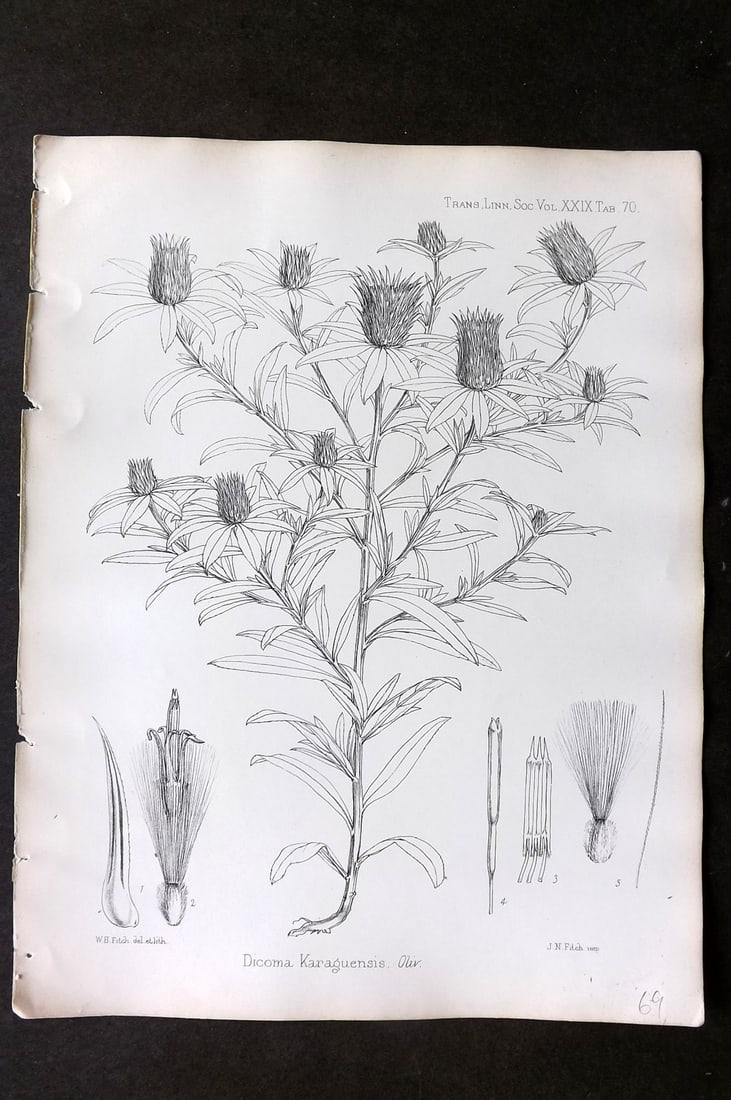 Fitch, Walter 1870's Antique Botanical Print. Dicoma Karaguensis 29-70: Lithograph Published 1791-1955, London for "The Transactions of The Linnean Society of London" by Various Contributors. Illustrated by Walter Hood Fitch. Paper Size: 12 x 9 inch (30 x 23cm) Good Condi