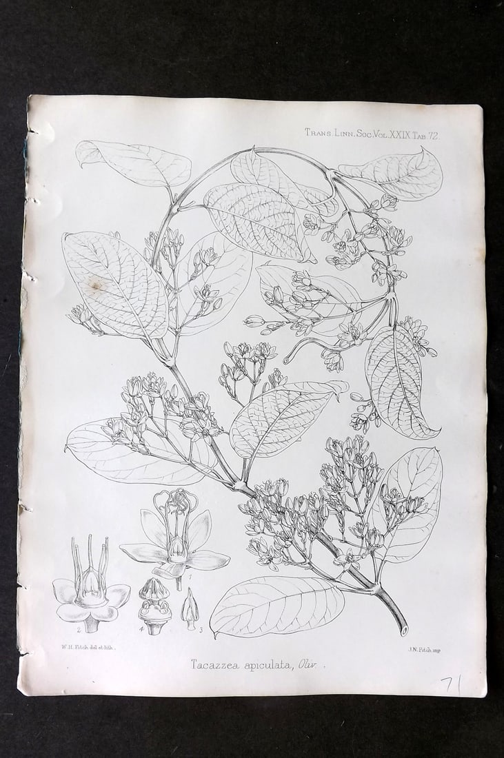 Fitch, Walter 1870's Antique Botanical Print. Tacazzea Apiculata 29-72 (1 of 1)