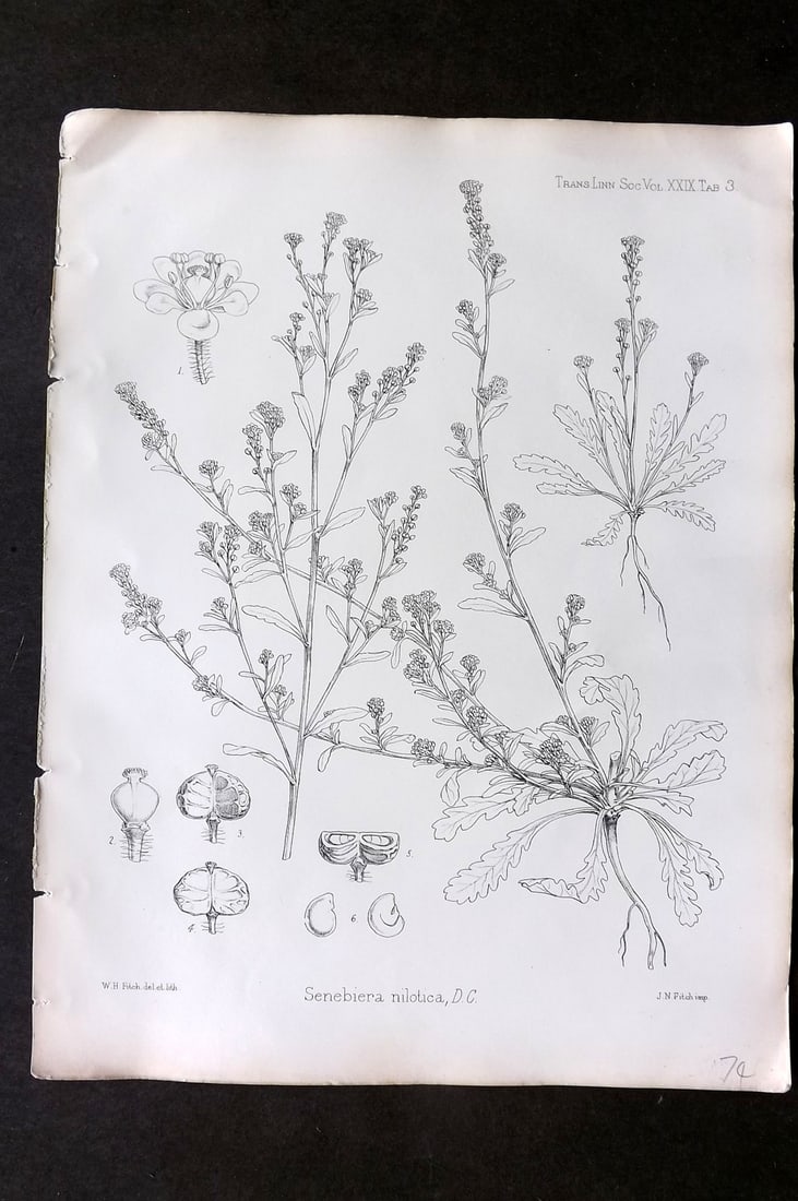 Fitch, Walter 1870's Antique Botanical Print. Senebiera Nilotica 29-03 (1 of 1)