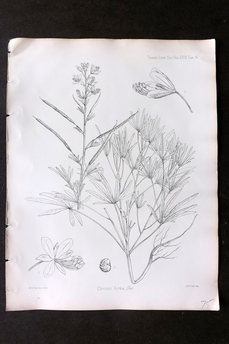Fitch, Walter 1870's Antique Botanical Print. Cleome Hirta 29-04 (1 of 1)