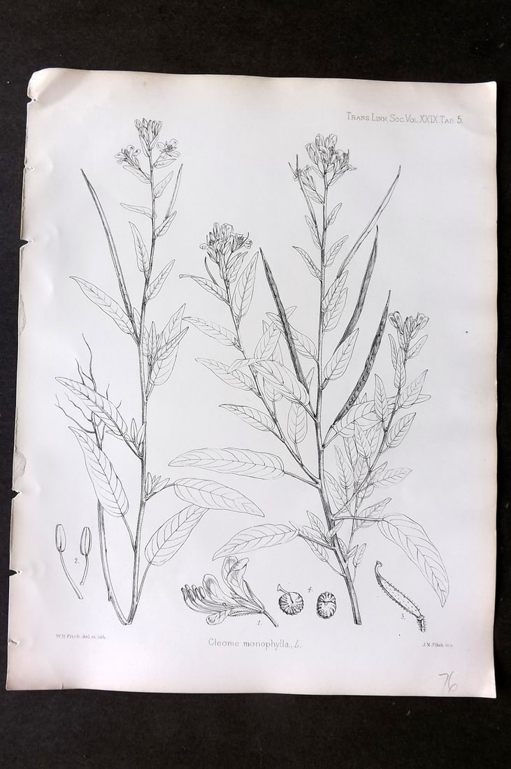 Fitch, Walter 1870's Antique Botanical Print. Cleome Monophylla 29-05: Lithograph Published 1791-1955, London for "The Transactions of The Linnean Society of London" by Various Contributors. Illustrated by Walter Hood Fitch. Paper Size: 12 x 9 inch (30 x 23cm) Good Condi