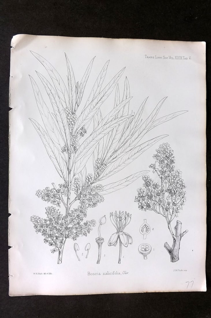 Fitch, Walter 1870's Antique Botanical Print. Boscia Salicifolia 29-06: Lithograph Published 1791-1955, London for "The Transactions of The Linnean Society of London" by Various Contributors. Illustrated by Walter Hood Fitch. Paper Size: 12 x 9 inch (30 x 23cm) Good Condi