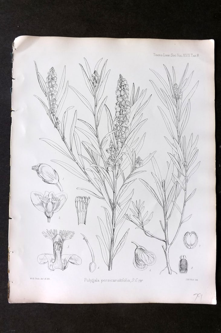 Fitch, Walter 1870's Antique Botanical Print. Polygala Persicariaefolia 29-08 (1 of 1)