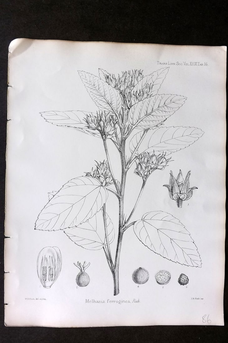 Fitch, Walter 1870's Antique Botanical Print. Melhania Ferruginea 29-16: Lithograph Published 1791-1955, London for "The Transactions of The Linnean Society of London" by Various Contributors. Illustrated by Walter Hood Fitch. Paper Size: 12 x 9 inch (30 x 23cm) Good Condi