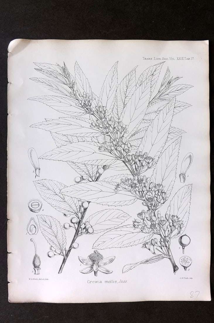 Fitch, Walter 1870's Antique Botanical Print. Grewia Mollis 29-17: Lithograph Published 1791-1955, London for "The Transactions of The Linnean Society of London" by Various Contributors. Illustrated by Walter Hood Fitch. Paper Size: 12 x 9 inch (30 x 23cm) Good Condi