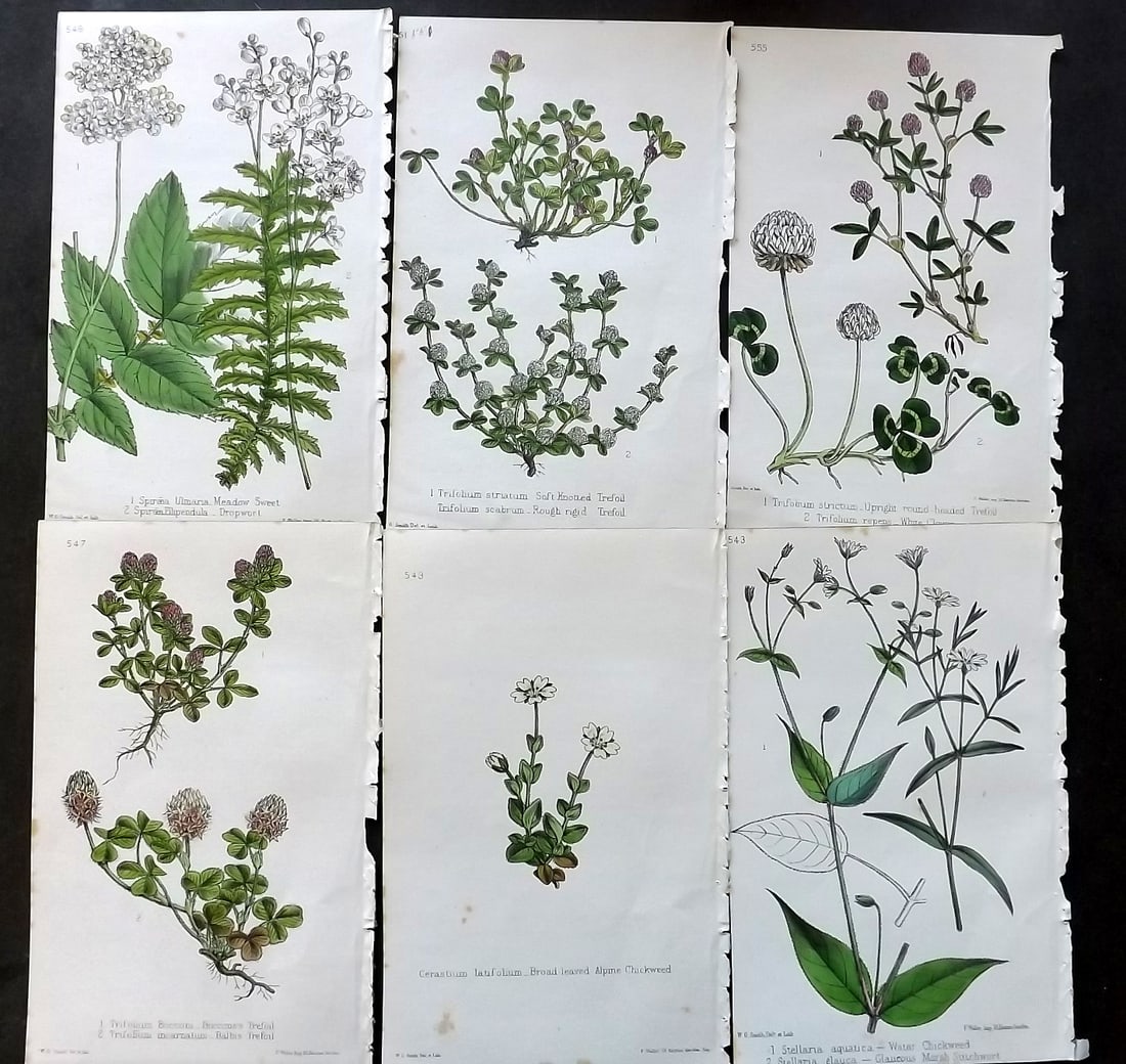 Hogg & Johnson C1870 Lot of 6 Hand Col Botanical Prints: Hand Coloured Lithographs Published 1863-1880, London for "The Wild Flowers of Great Britain" by Robert Hogg & George W. Johnson. Paper Size: 9 x 5.5 inch (23 x 14cm) Very minor margin toning in parts