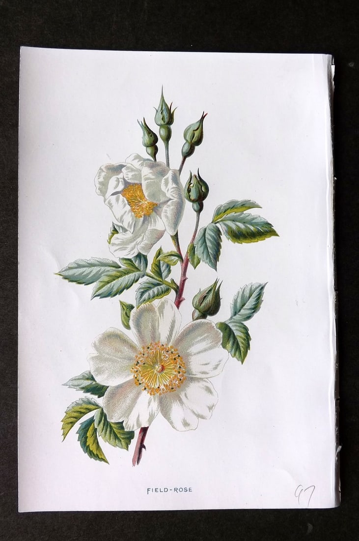 Hulme, F. Edward 1884 First Edition Botanical Print. Field Rose (1 of 1)