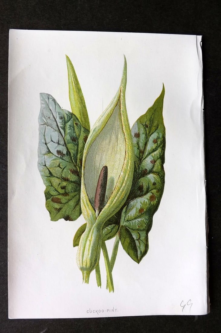 Hulme, F. Edward 1884 First Edition Botanical Print. Cuckoo Pint: Chromolithograph Published 1878-84, London for "Familiar Wild Flowers" First Edition by F. Edward Hulme & Shirley Hibberd. Paper Size: 7.5 x 5 inch (19 x 13cm) Good Condition