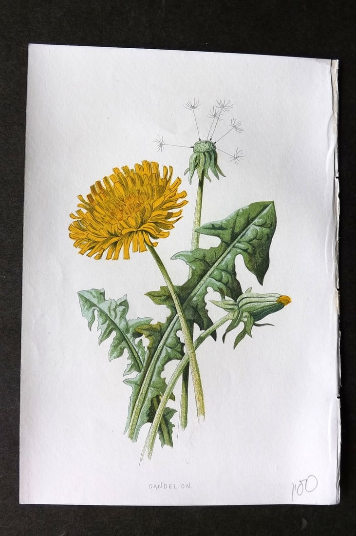 Hulme, F. Edward 1884 First Edition Botanical Print. Dandelion (1 of 1)