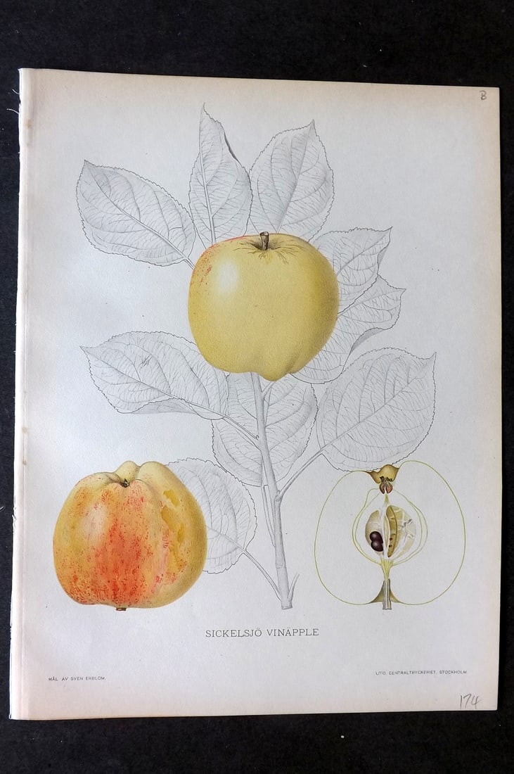 Lind & Ekblom 1920 Folio Fruit Print. Sickelsjo Vinapple. Apple: Chromolithograph Published 1920, Stockholm for "Svensk Frukt?" by Gustav Lind. Illustrated by Sven Ekblom. Paper Size: 12 x 9 inch (30 x 23cm) Good Condition