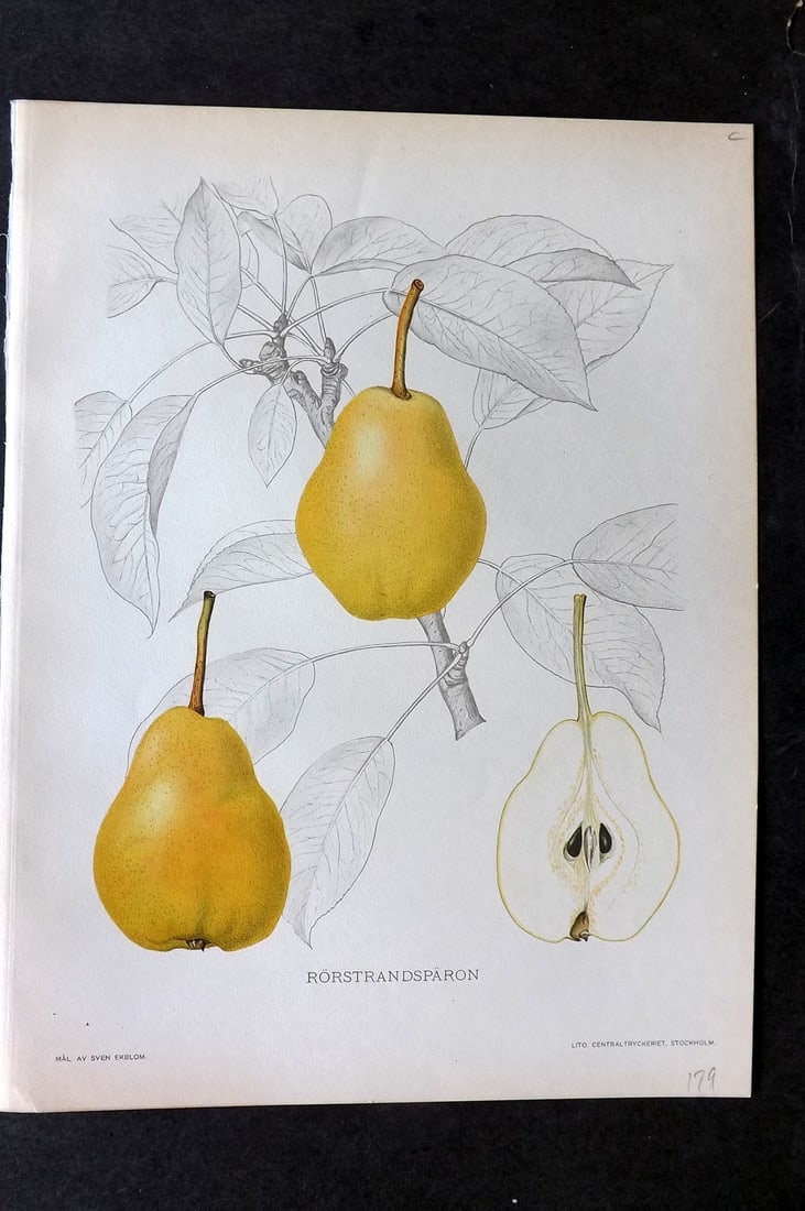 Lind & Ekblom 1920 Folio Fruit Print. Rorstrandsparon Pear (1 of 1)