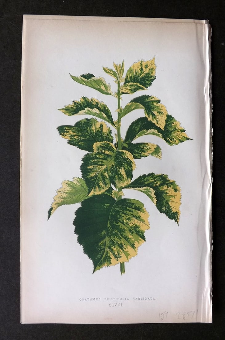 Lowe Beautiful Leaved Plants 1864 Botanical Print. Crataegus Prunifolia 48: Woodblock Published 1864, London for "Beautiful Leaved Plants, Being a Description of the Most Beautiful Leaved Plants in Cultivation in this Country" by Edward Joseph Lowe. Most plates printed in col