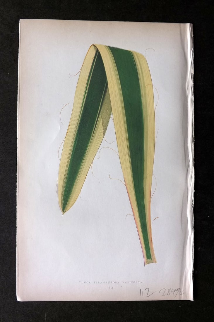 Lowe Beautiful Leaved Plants 1864 Botanical Print. Yucca Filamentosa 51: Woodblock Published 1864, London for "Beautiful Leaved Plants, Being a Description of the Most Beautiful Leaved Plants in Cultivation in this Country" by Edward Joseph Lowe. Most plates printed in col