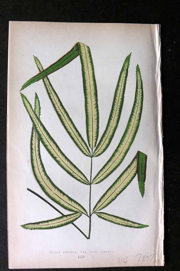Lowe Beautiful Leaved Plants 1864 Botanical Print. Pteris Cretica 53: Woodblock Published 1864, London for "Beautiful Leaved Plants, Being a Description of the Most Beautiful Leaved Plants in Cultivation in this Country" by Edward Joseph Lowe. Most plates printed in col