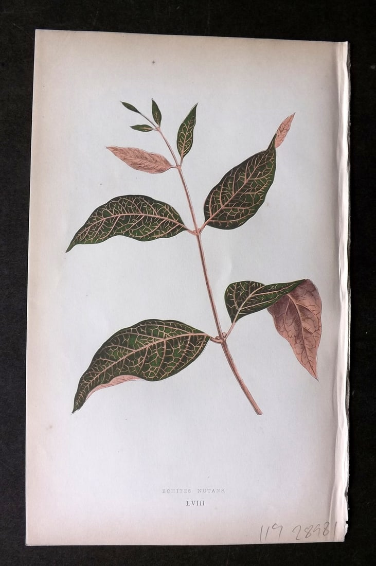 Lowe Beautiful Leaved Plants 1864 Botanical Print. Echites Nutans 58: Woodblock Published 1864, London for "Beautiful Leaved Plants, Being a Description of the Most Beautiful Leaved Plants in Cultivation in this Country" by Edward Joseph Lowe. Most plates printed in col