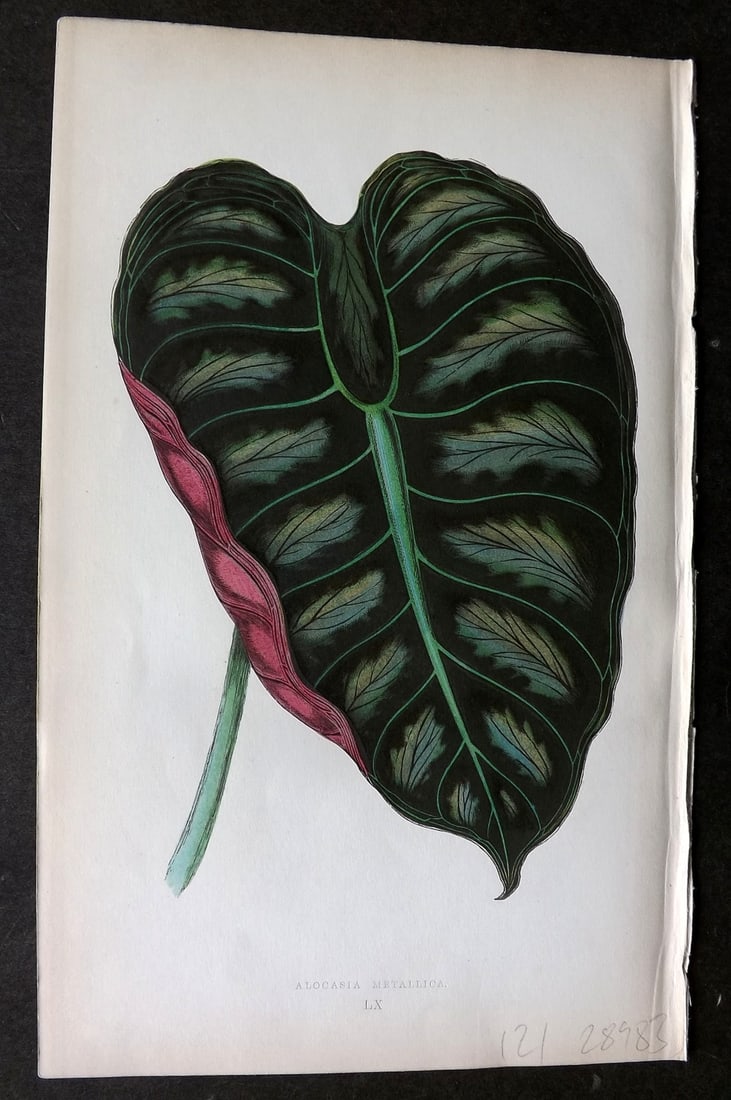 Lowe Beautiful Leaved Plants 1864 Botanical Print. Alocasia Metallica 60: Woodblock Published 1864, London for "Beautiful Leaved Plants, Being a Description of the Most Beautiful Leaved Plants in Cultivation in this Country" by Edward Joseph Lowe. Most plates printed in col
