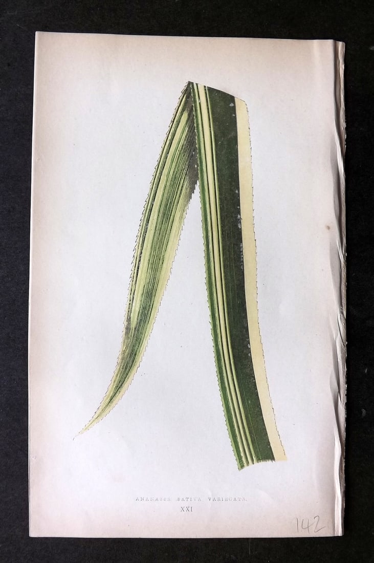 Lowe Beautiful Leaved Plants 1864 Botanical Print. Ananassa Sativa 21: Woodblock Published 1866, London for "Beautiful Leaved Plants, Being a Description of the Most Beautiful Leaved Plants in Cultivation in this Country" by Edward Joseph Lowe. Most plates printed in col