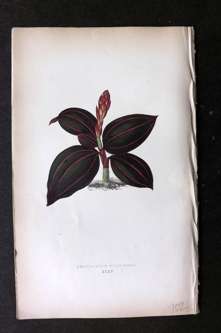 Lowe Beautiful Leaved Plants 1864 Botanical Print. Anoectochilus Rubro-Venia 35: Woodblock Published 1866, London for "Beautiful Leaved Plants, Being a Description of the Most Beautiful Leaved Plants in Cultivation in this Country" by Edward Joseph Lowe. Most plates printed in col