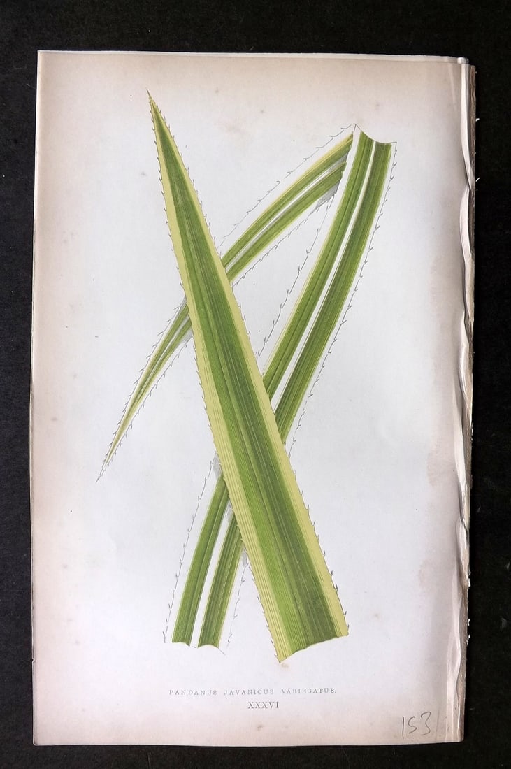Lowe Beautiful Leaved Plants 1864 Botanical Print. Pandanus Javanicus 36: Woodblock Published 1866, London for "Beautiful Leaved Plants, Being a Description of the Most Beautiful Leaved Plants in Cultivation in this Country" by Edward Joseph Lowe. Most plates printed in col