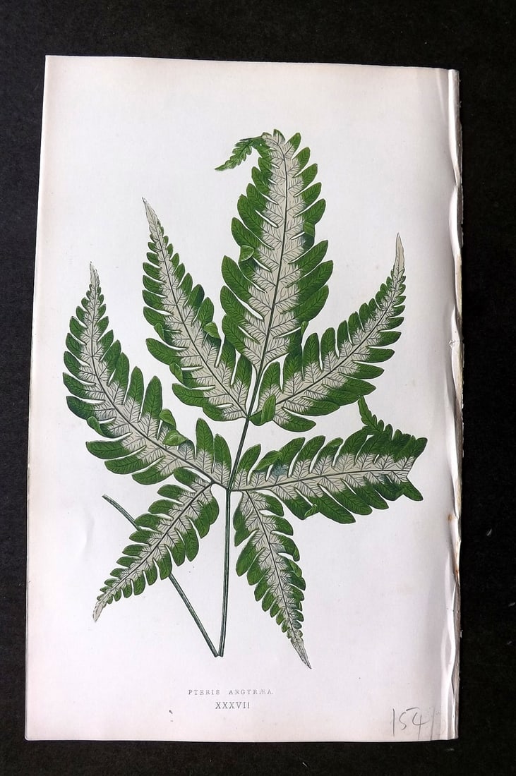 Lowe Beautiful Leaved Plants 1864 Botanical Print. Pteris Argyraea 37: Woodblock Published 1866, London for "Beautiful Leaved Plants, Being a Description of the Most Beautiful Leaved Plants in Cultivation in this Country" by Edward Joseph Lowe. Most plates printed in col