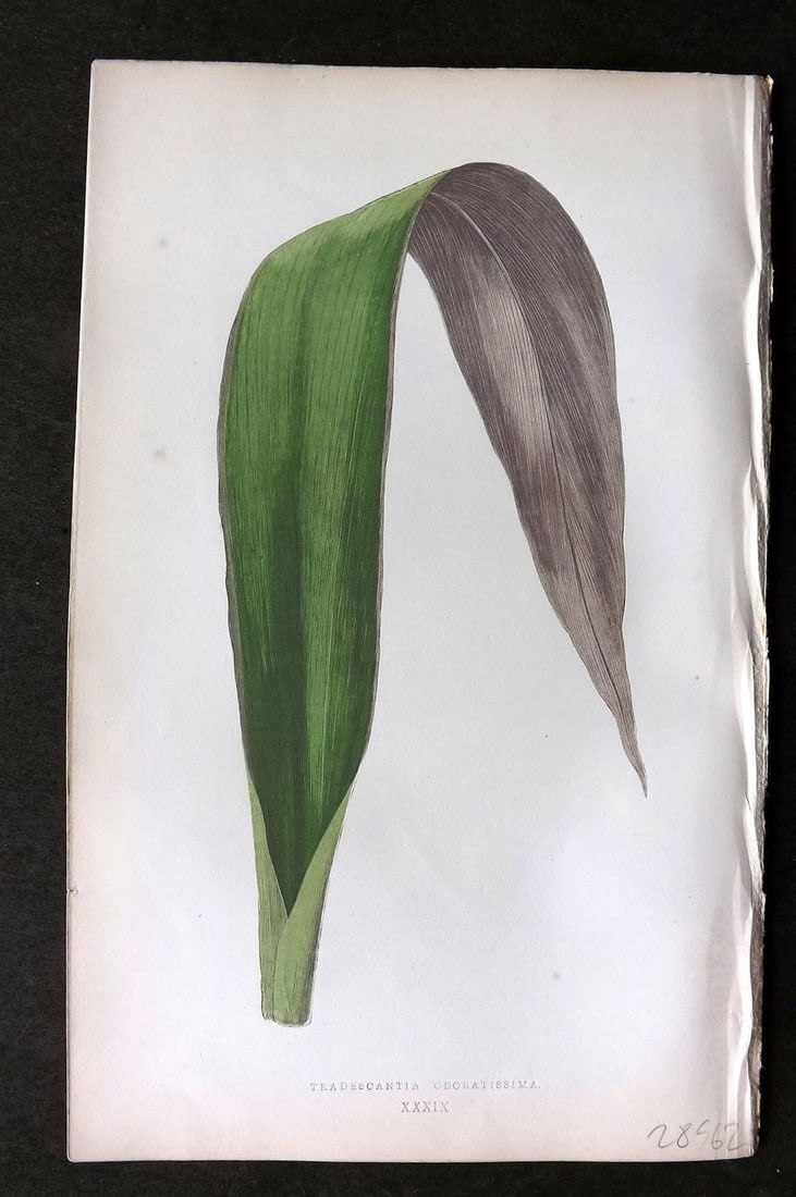 Lowe Beautiful Leaved Plants 1864 Botanical Print. Tradescantia Odoratissima 39 (1 of 1)