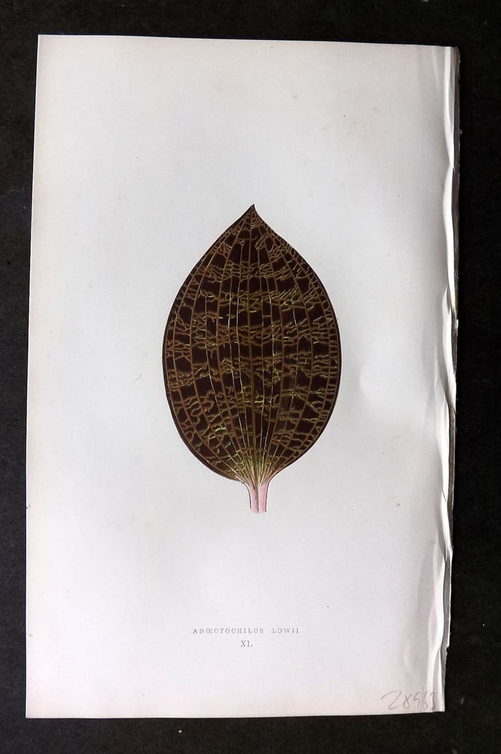 Lowe Beautiful Leaved Plants 1864 Botanical Print. Anoectochilus Lowii 40: Antique Woodblock Published 1864, London for "Beautiful Leaved Plants, Being a Description of the Most Beautiful Leaved Plants in Cultivation in this Country" by Edward Joseph Lowe. Most plates printe